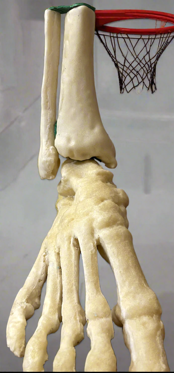 3D Modeled Practice Bone – Bone-ified Models